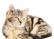 开云足球直播-红魔防线遭遇塞内加尔飓风，努涅斯在老特拉福德打出生涯定义之战