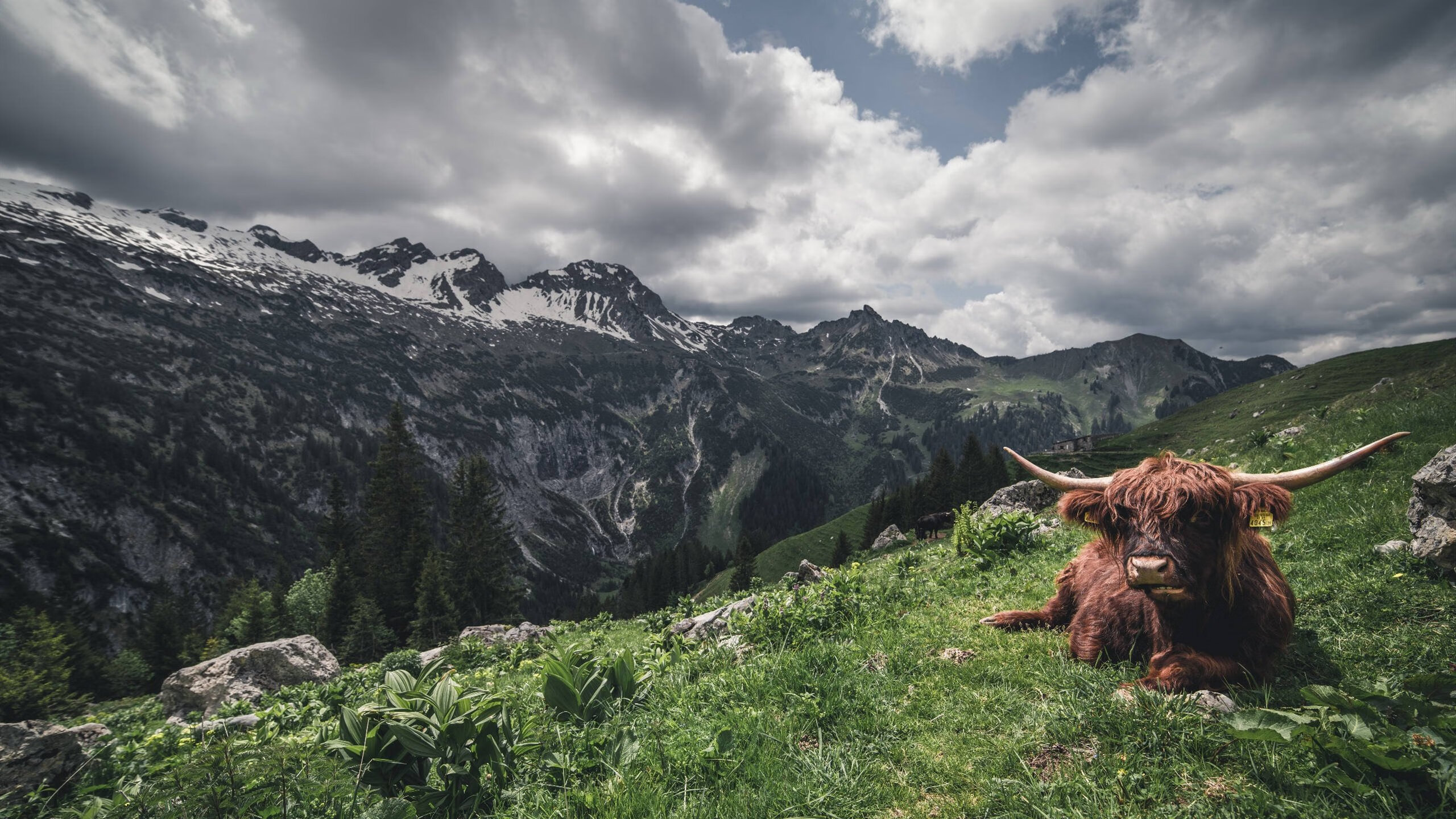 瑞士末节奇迹与卡马文加英超封神，当坚韧与天赋同时接管比赛